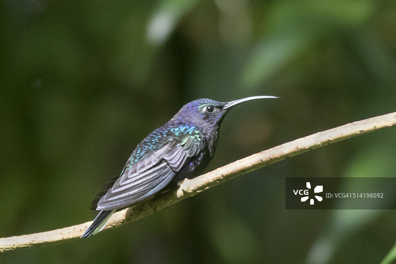 雄性紫剑蜂鸟图片素材