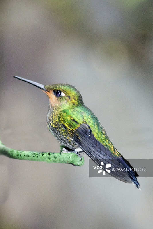 绿冠辉蜂鸟幼鸟图片素材