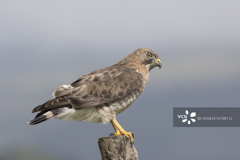 路边鹰图片素材