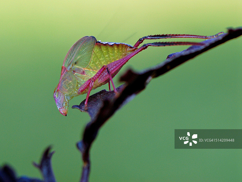 花卉灌木上的螽斯图片素材