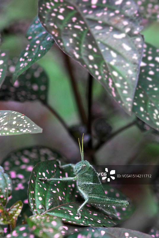 植物中的蟋蟀图片素材