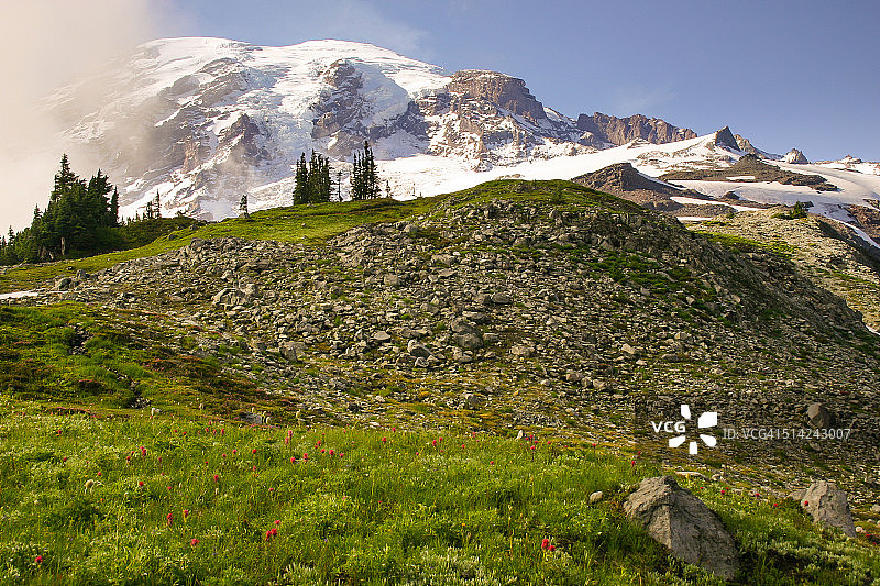 草地和雷尼尔山图片素材