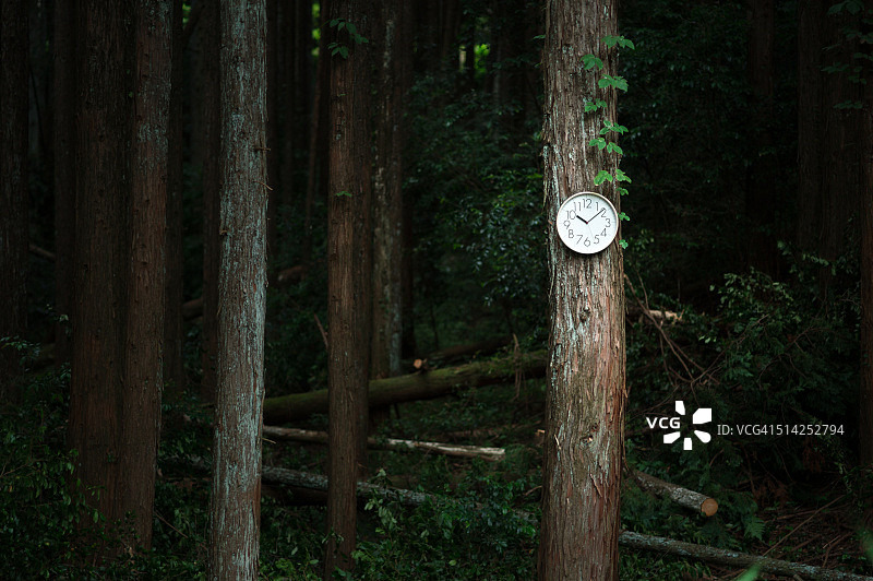 森林里的时钟图片素材