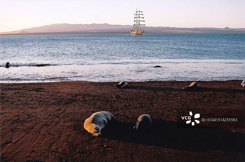 拉比达岛的海狮与高桅船图片素材