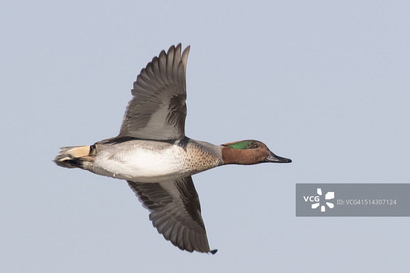 飞行中的绿翅鸭雄鸟图片素材
