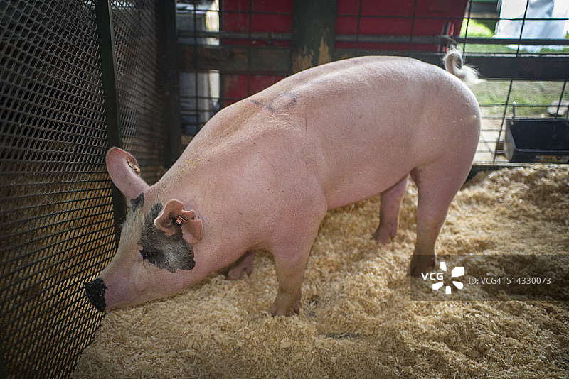 正在睡觉的猪，达奇斯县集市图片素材