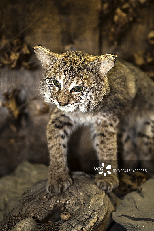 弓道恩公园的动物标本美洲山猫，纽约图片素材