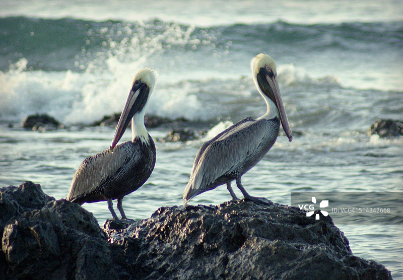 棕色鹈鹕图片素材
