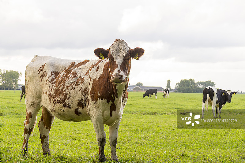 红白色荷斯坦奶牛图片素材
