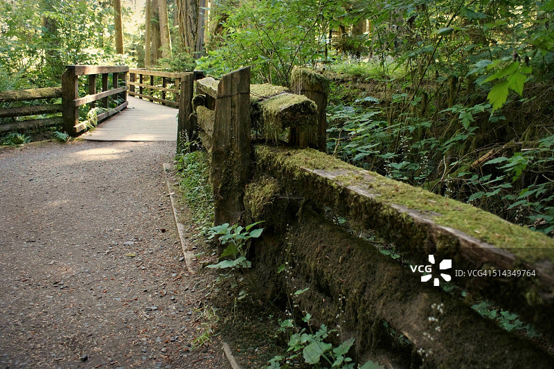 麦克米兰国家公园教堂林地森林小径图片素材