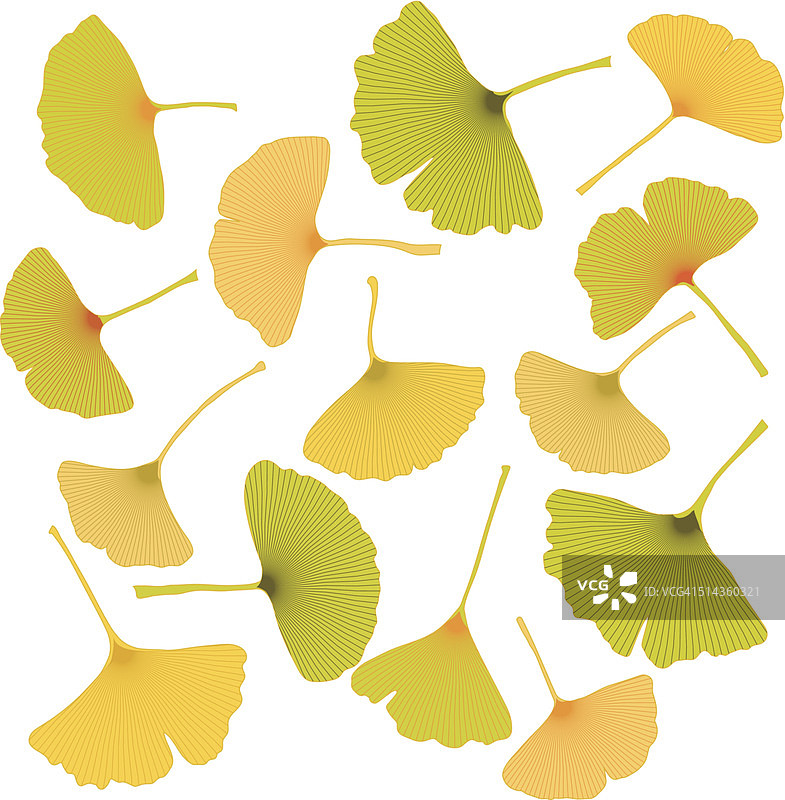 银杏叶图片素材