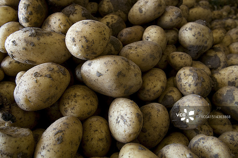 新鲜采摘的新土豆图片素材
