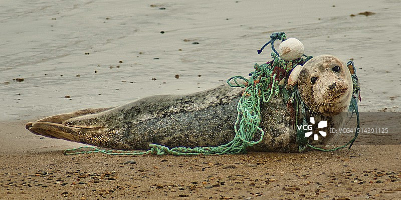 海豹与海洋污染图片素材