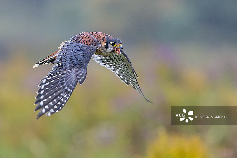 美国红隼图片素材