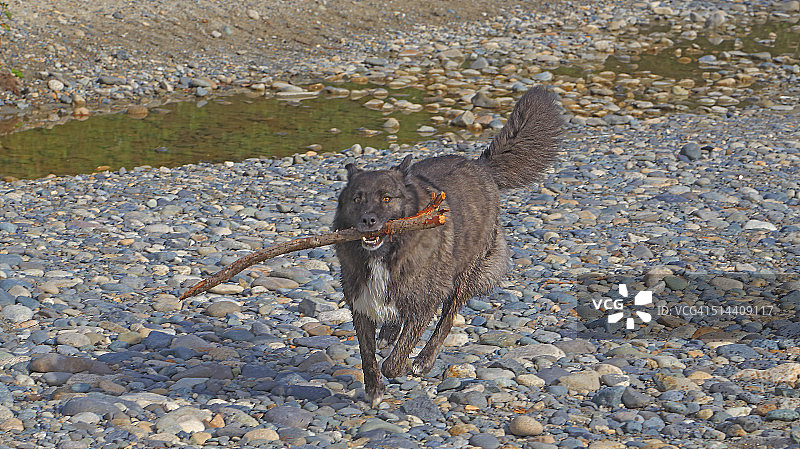 叼着棍子的狗图片素材