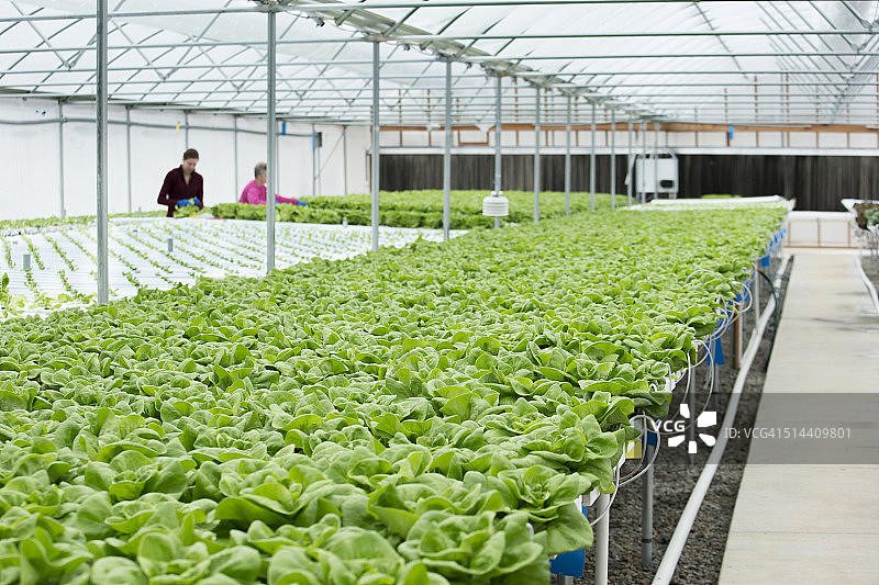 温室种植的生菜图片素材