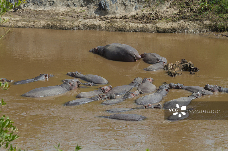 河马群 - 马赛马拉图片素材