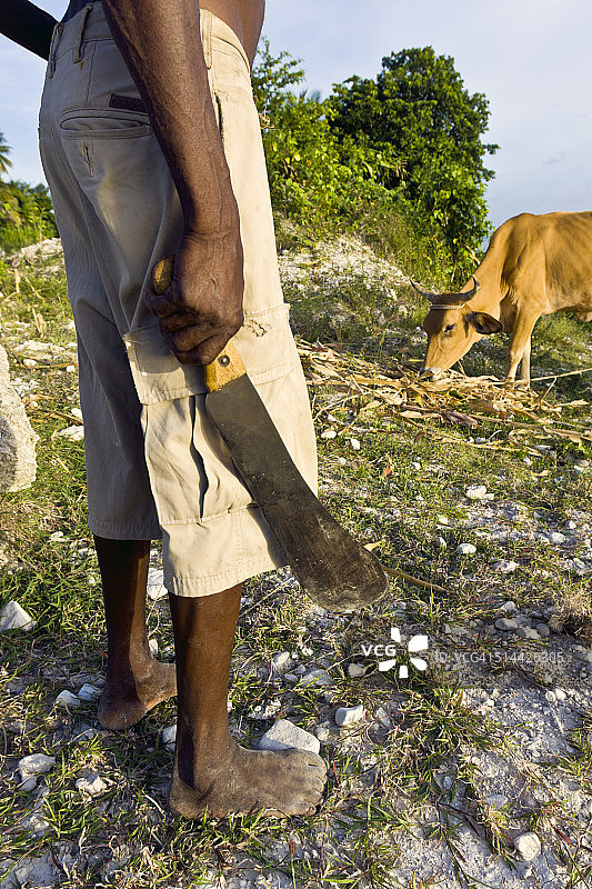 弯刀和牛图片素材