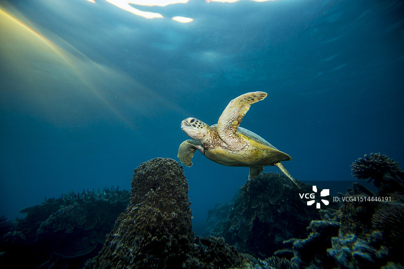 澳大利亚昆士兰，大堡礁，埃利奥特夫人岛水下游泳的乌龟图片素材