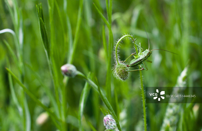 意大利伦巴第米兰花朵上的蟋蟀特写图片素材