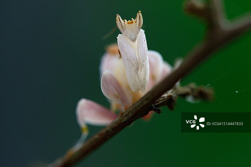 兰花螳螂图片素材