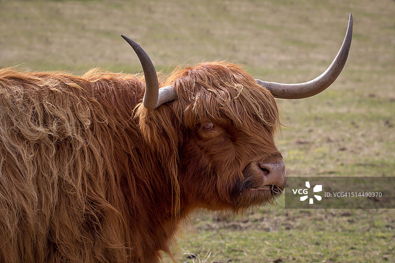 高原牛图片素材