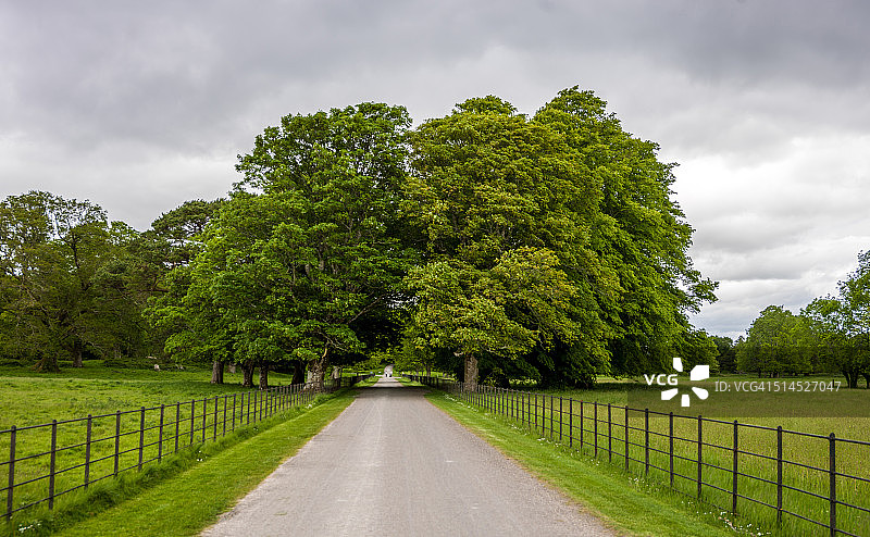 爱尔兰的林荫路图片素材