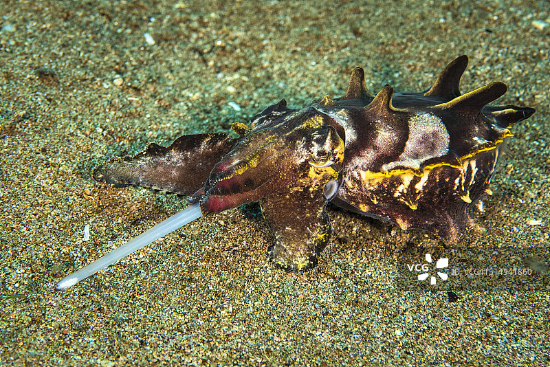 火焰乌贼捕猎图片素材