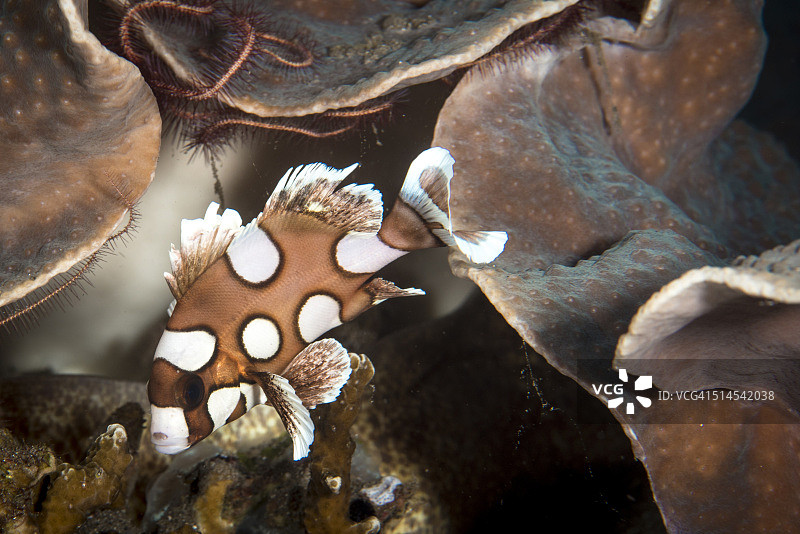 小丑唇鱼幼鱼图片素材