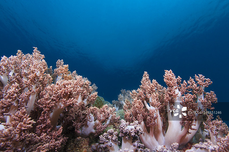 水下珊瑚礁照片图片素材