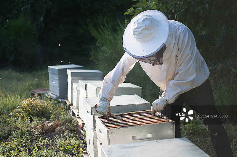 养蜂人释放蜂巢框图片素材