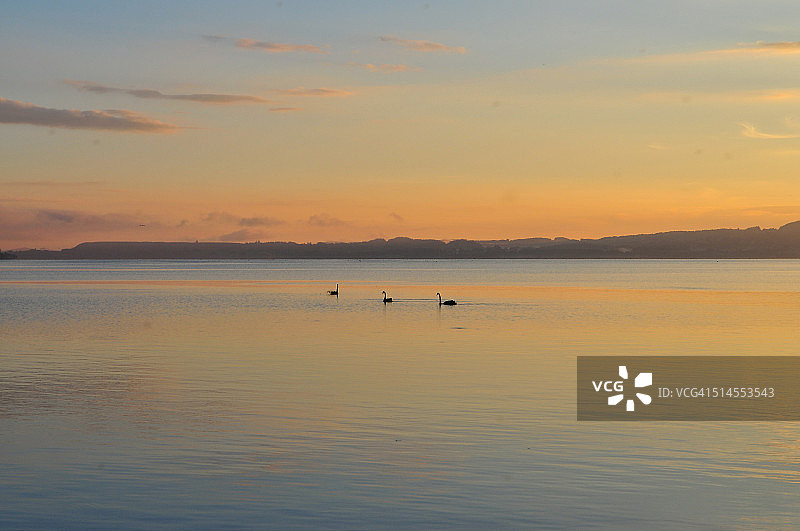 罗托鲁阿湖上的黑天鹅图片素材