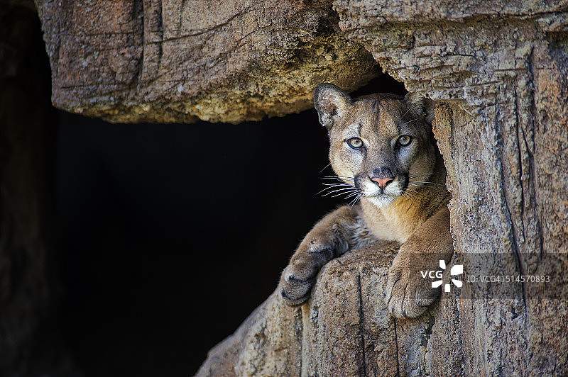 洞穴中的美洲狮图片素材