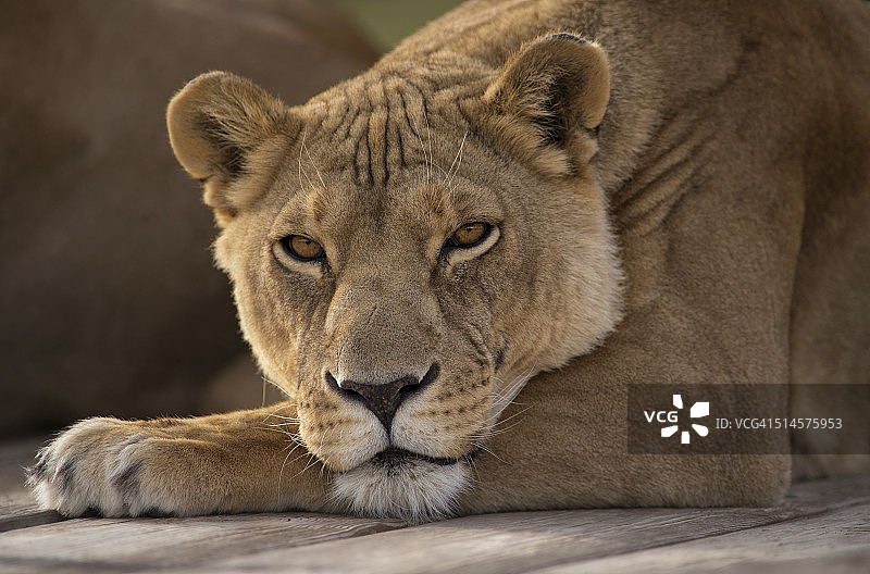 母狮的亲密时刻图片素材