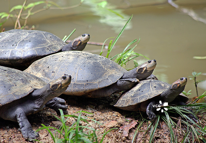四只亚马逊河龟在岸边晒太阳图片素材
