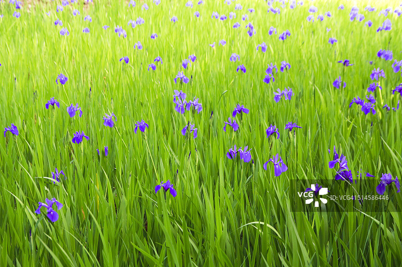 日本鸢尾花图片素材