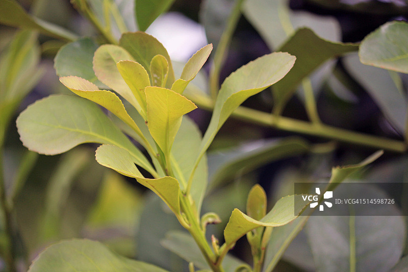 巴西南里奥格兰德州路边的马黛茶叶特写图片素材