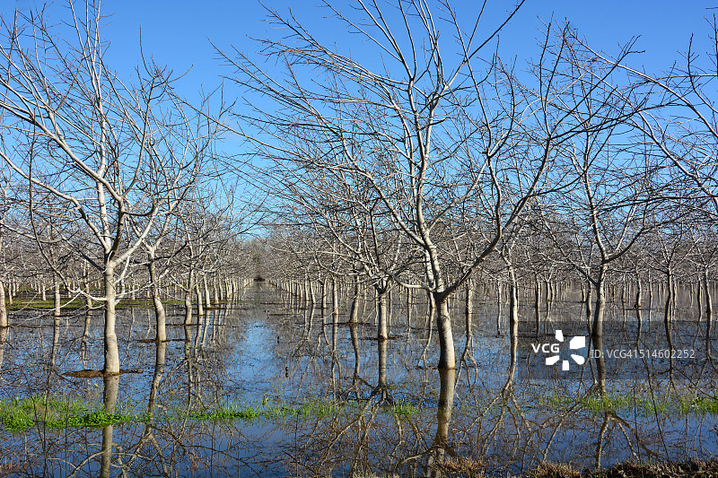 春雨过后，核桃树倒影在水中，加州旱情缓解图片素材