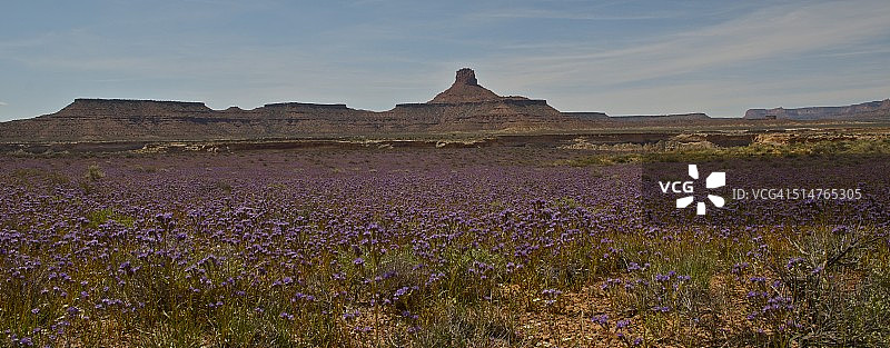 沙漠花卉图片素材