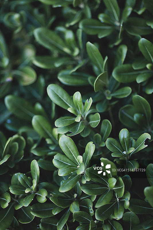 绿色厚叶海桐图案图片素材