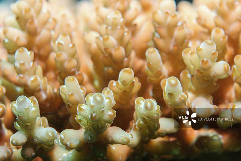 鹿角硬珊瑚特写图片素材