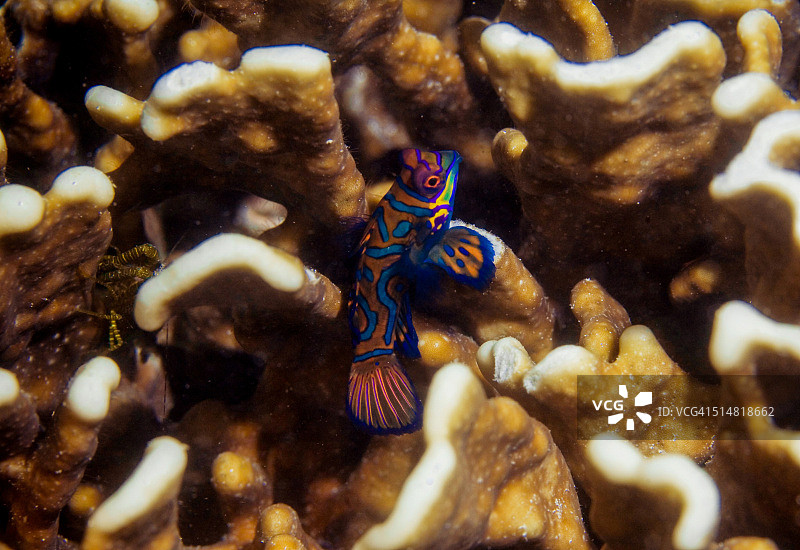 中华胭脂鱼在海绵周围游动的特写图片素材