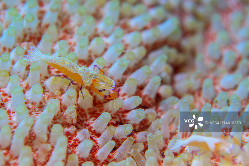 橙色帝王虾特写图片素材