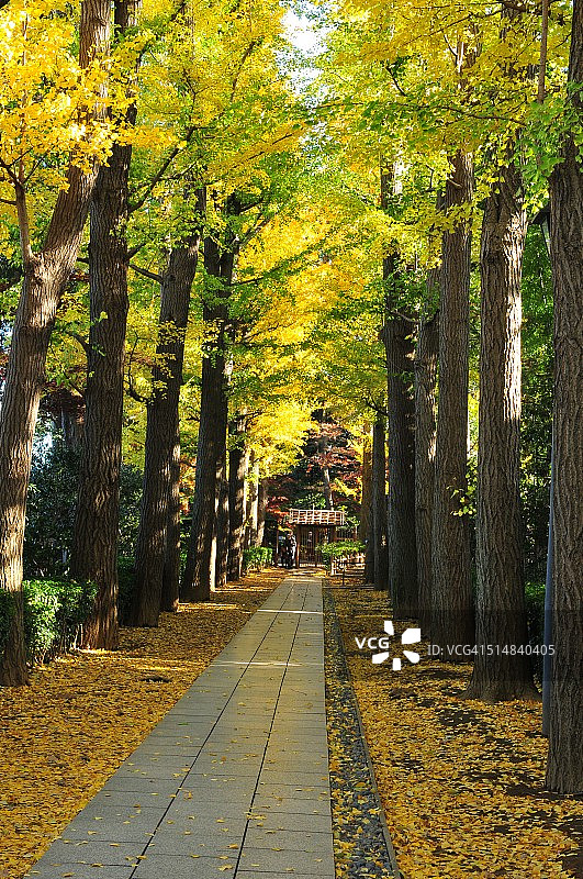 东京大田黑公园的秋色图片素材