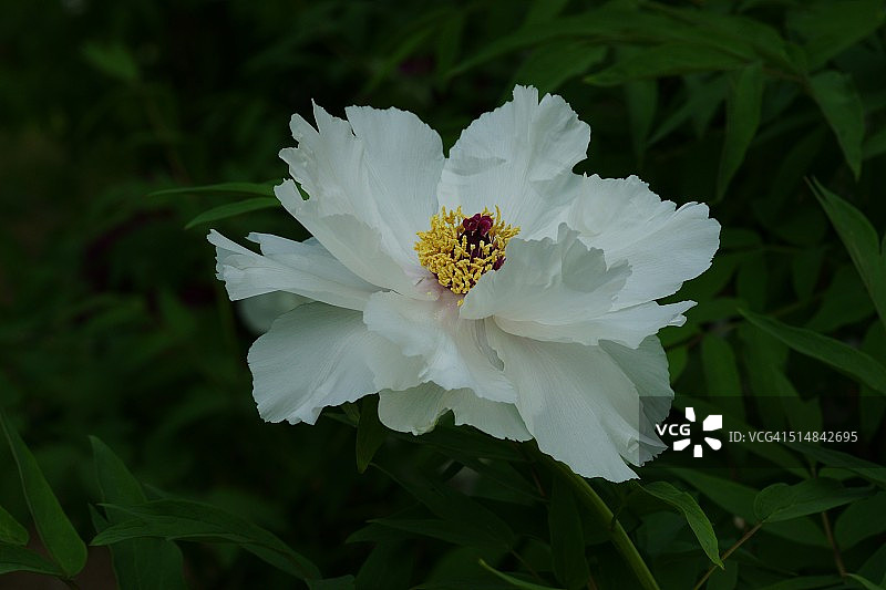 白色牡丹图片素材