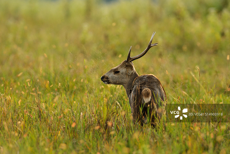 泰国哺乳动物：热带雨林野生动物图片素材