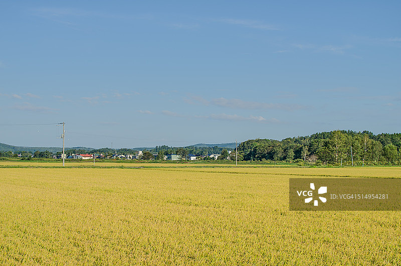 俱知安镇的农田图片素材