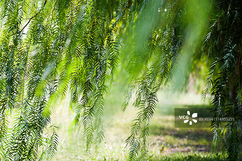 绿色的树叶图片素材