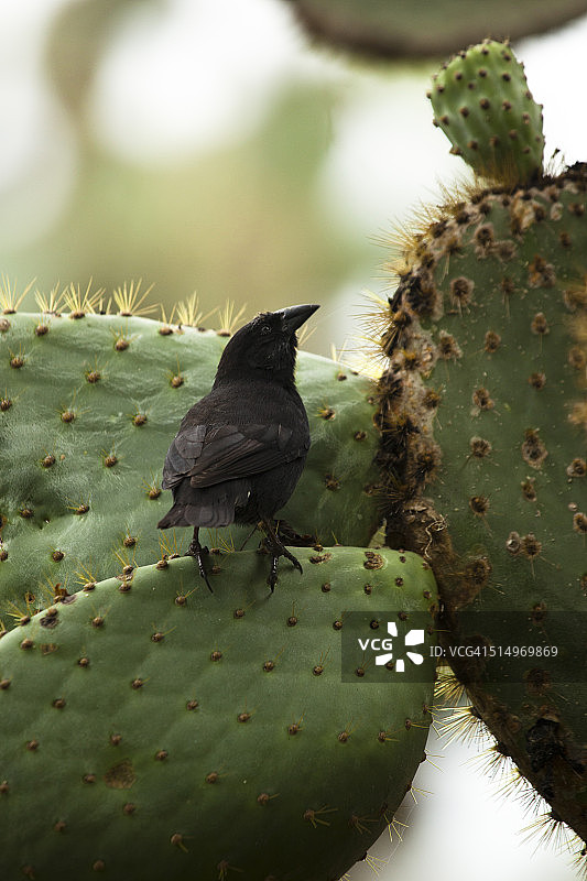 达尔文雀鸟图片素材