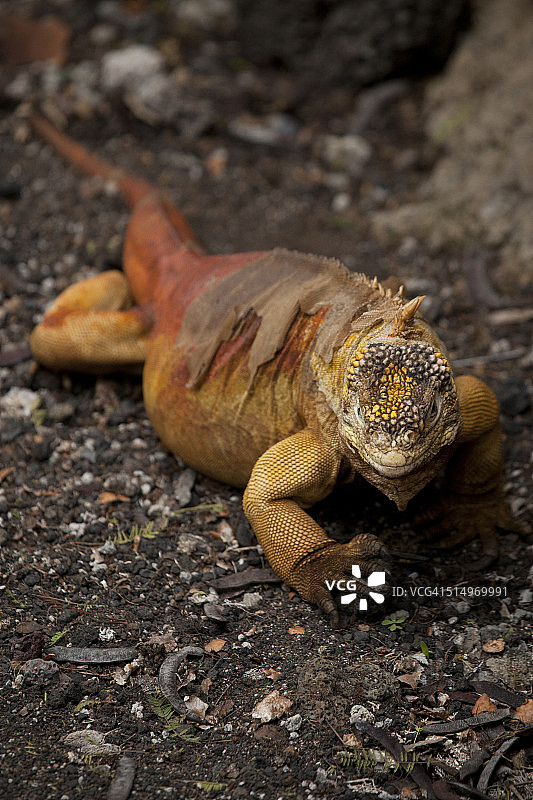 陆地鬣蜥图片素材